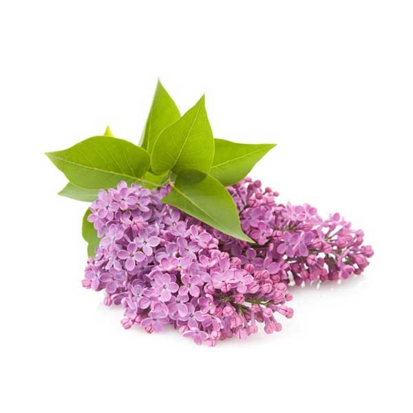 Clove HelloCig E-Liquid 60ml