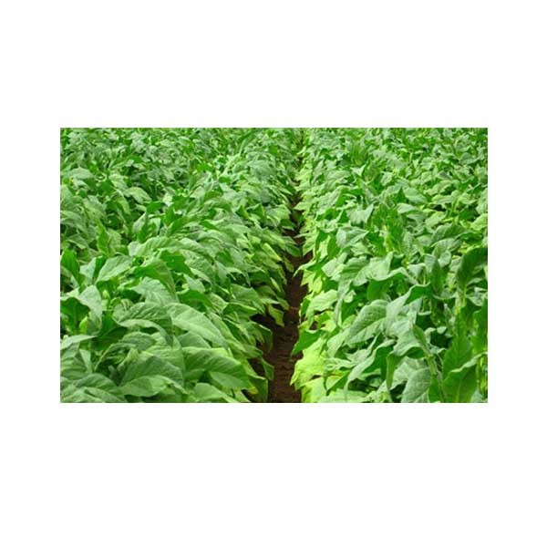 Flue-Cured HelloCig E-Liquid 60ml