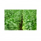 Flue-Cured HelloCig E-Liquid 250ml