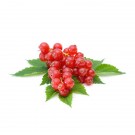 Treeberry HelloCig E-Liquid 60ml